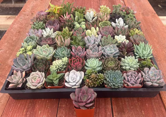64 Assorted 2 Inch Succulent Tray