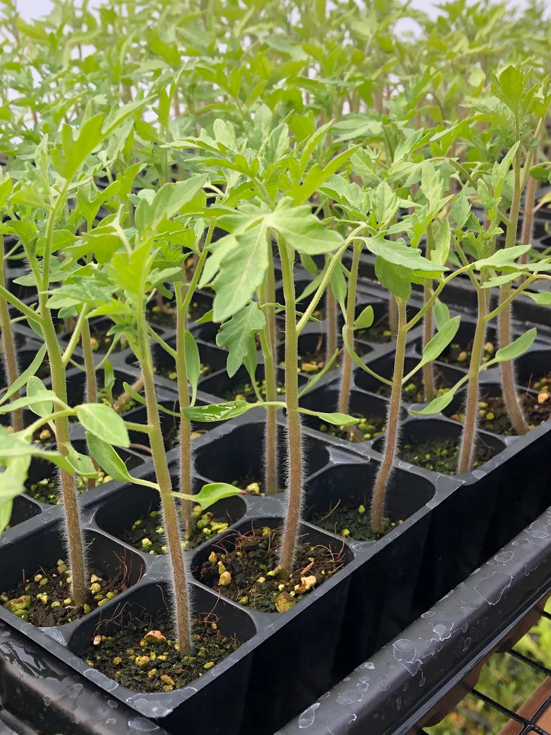 SEED STARTER MIX POTTING SOIL 8qt