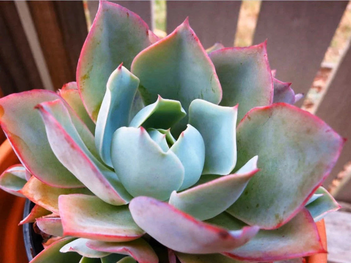 White Rose Echeveria