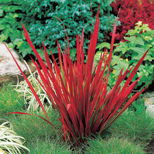 Japanese Blood Grass (GRASS - IMP. RED BARON) - 1 gallon