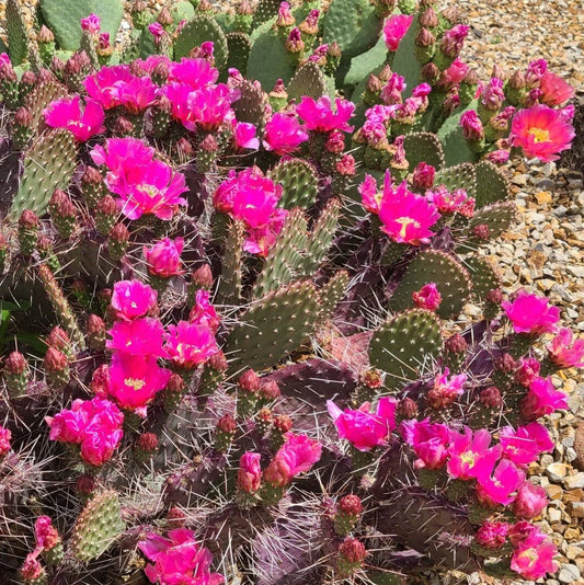 DARK KNIGHT PRICKLY PEAR 5GAL