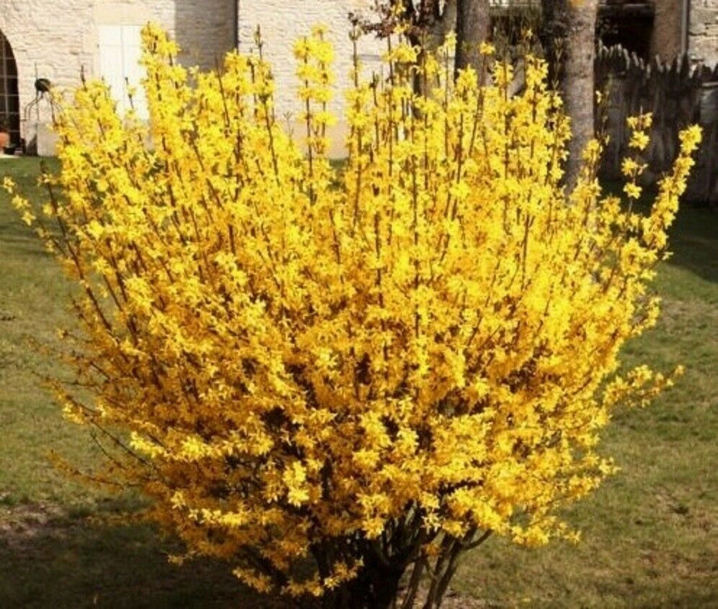 MAGICAL GOLD FORSYTHIA 1gal