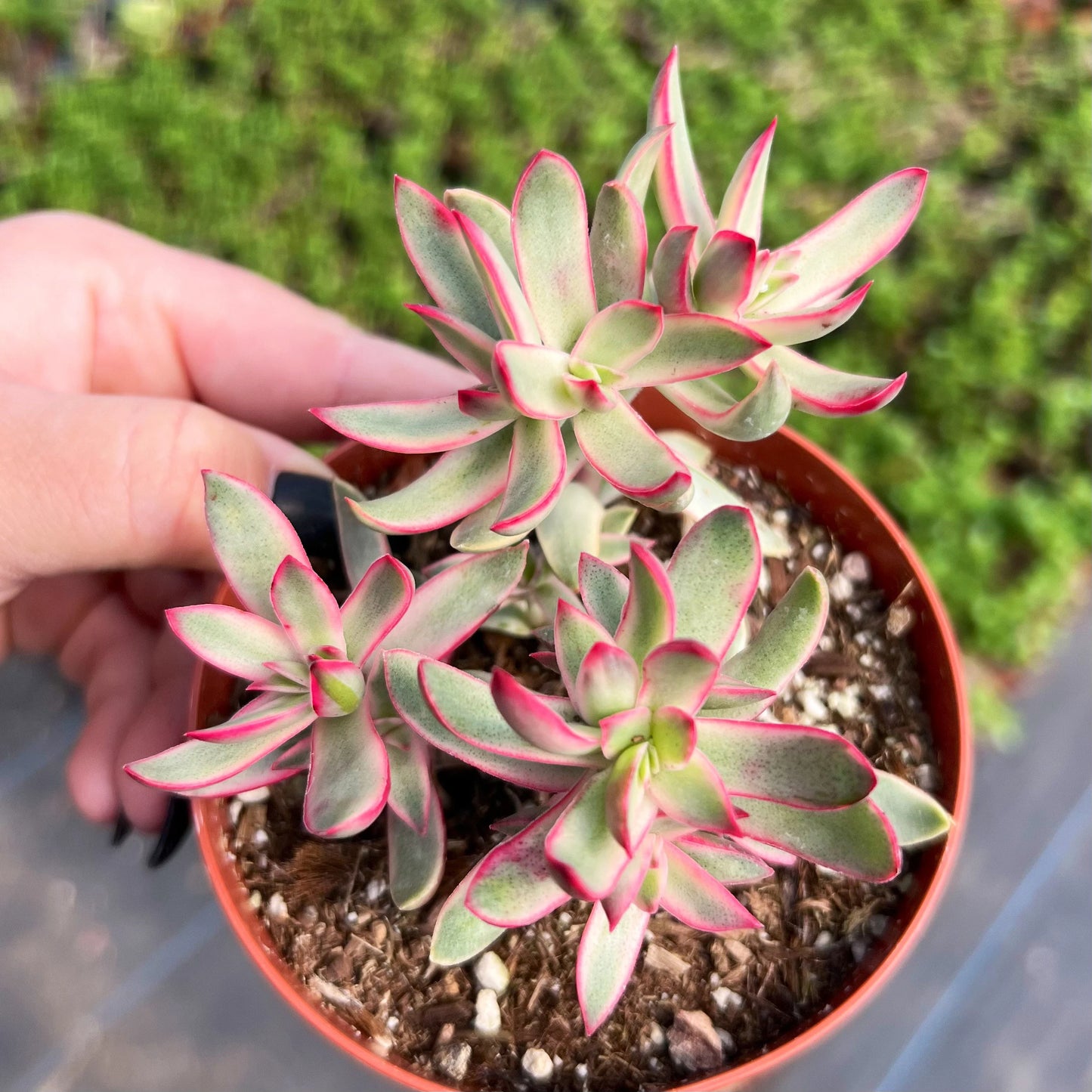 Candy Cane Crassula