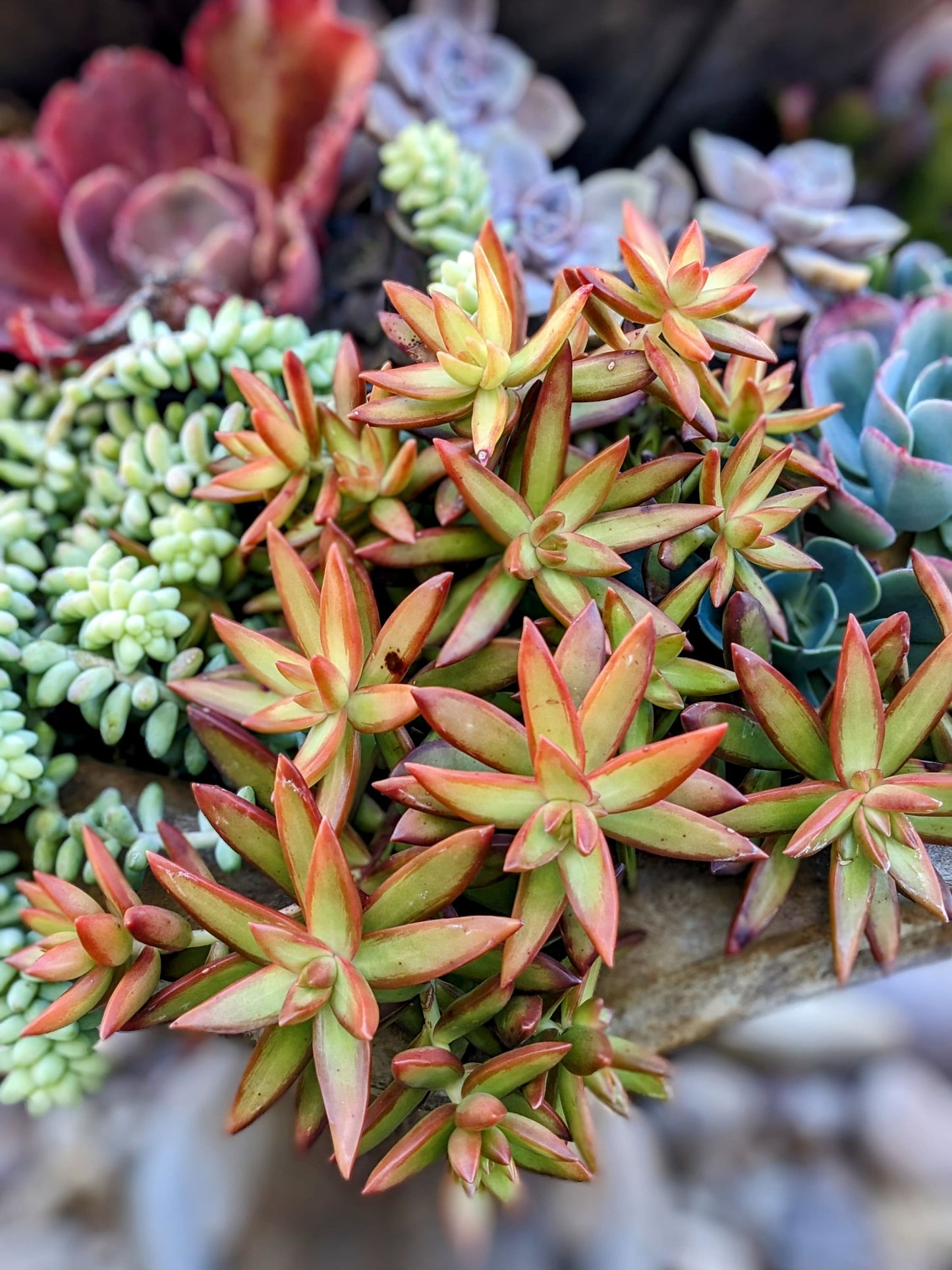 Firestorm Sedum
