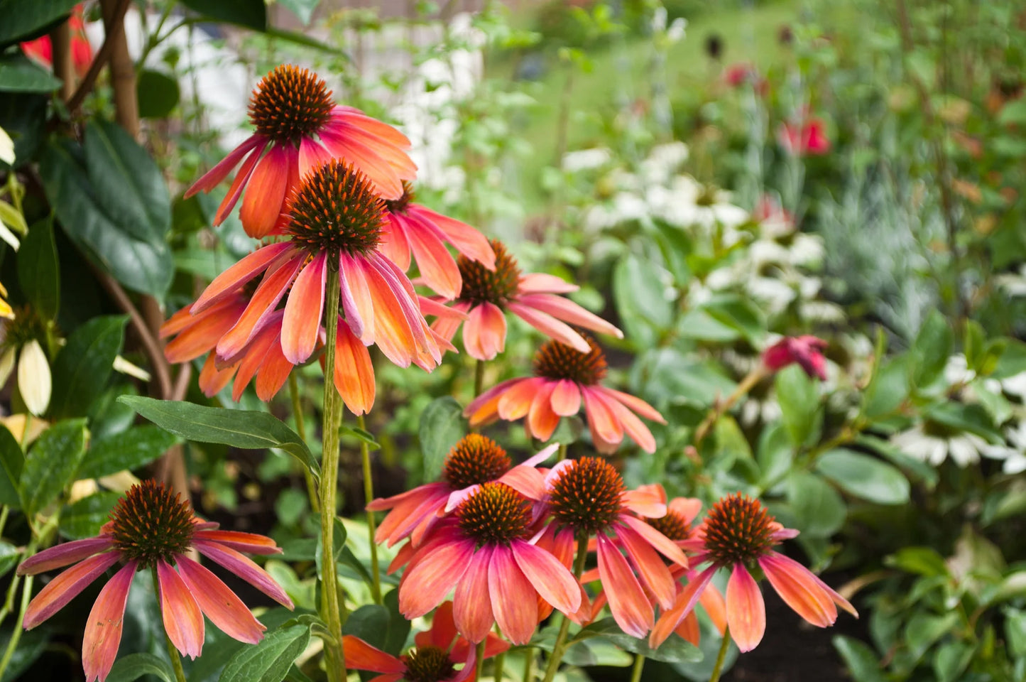 CHEYENNE SPIRIT ECHINACEA 1gal