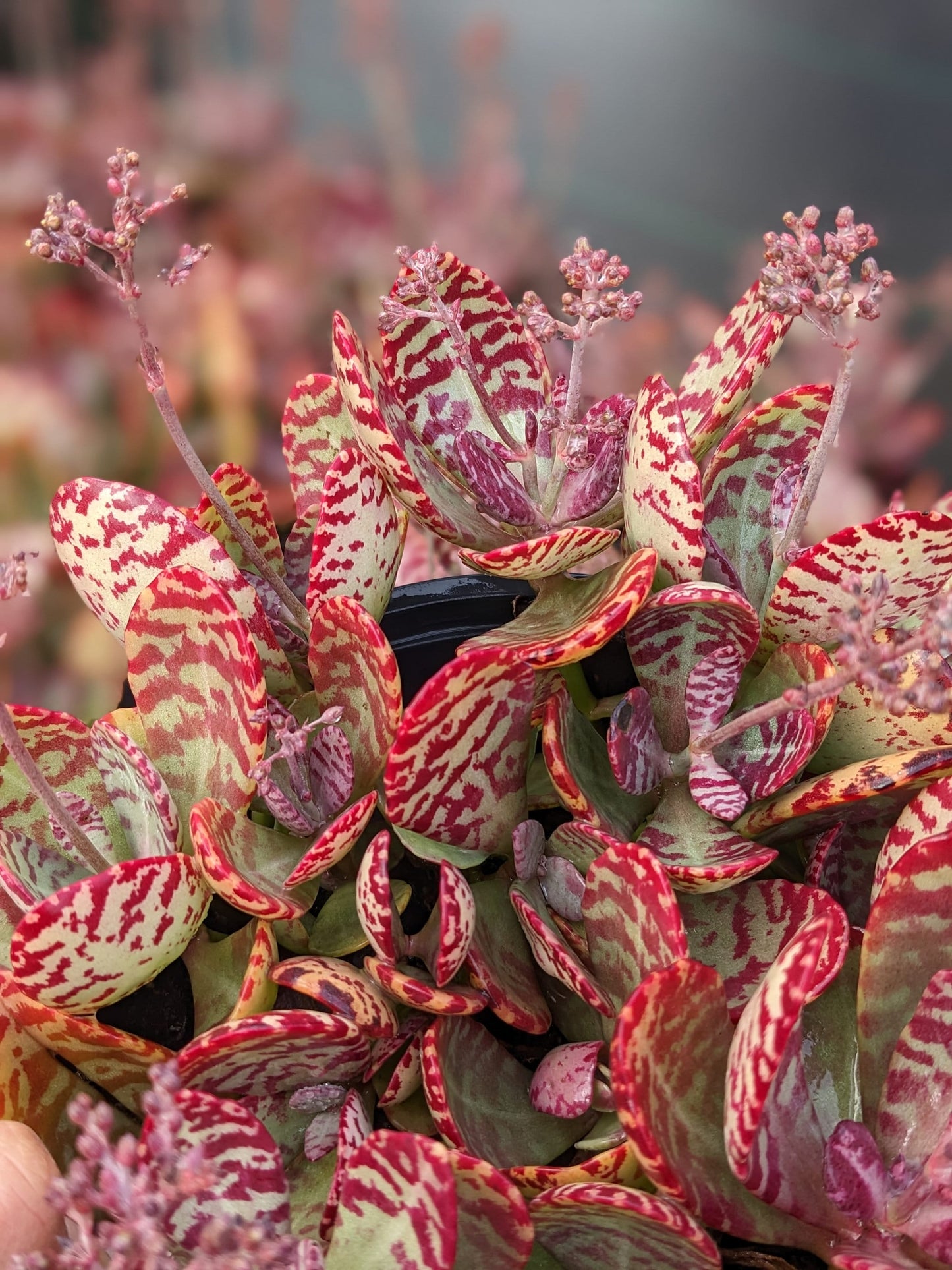 Desert Surprise Kalanchoe Humilis