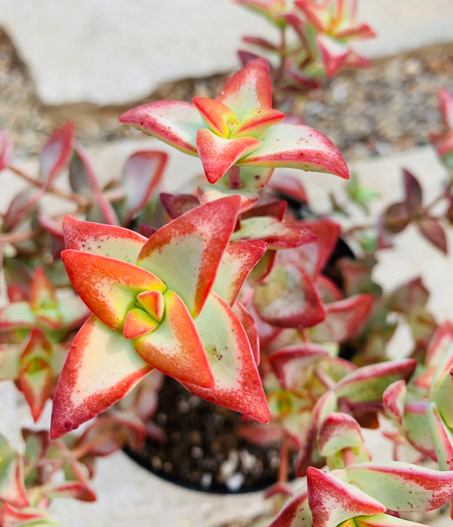 High Voltage Crassula