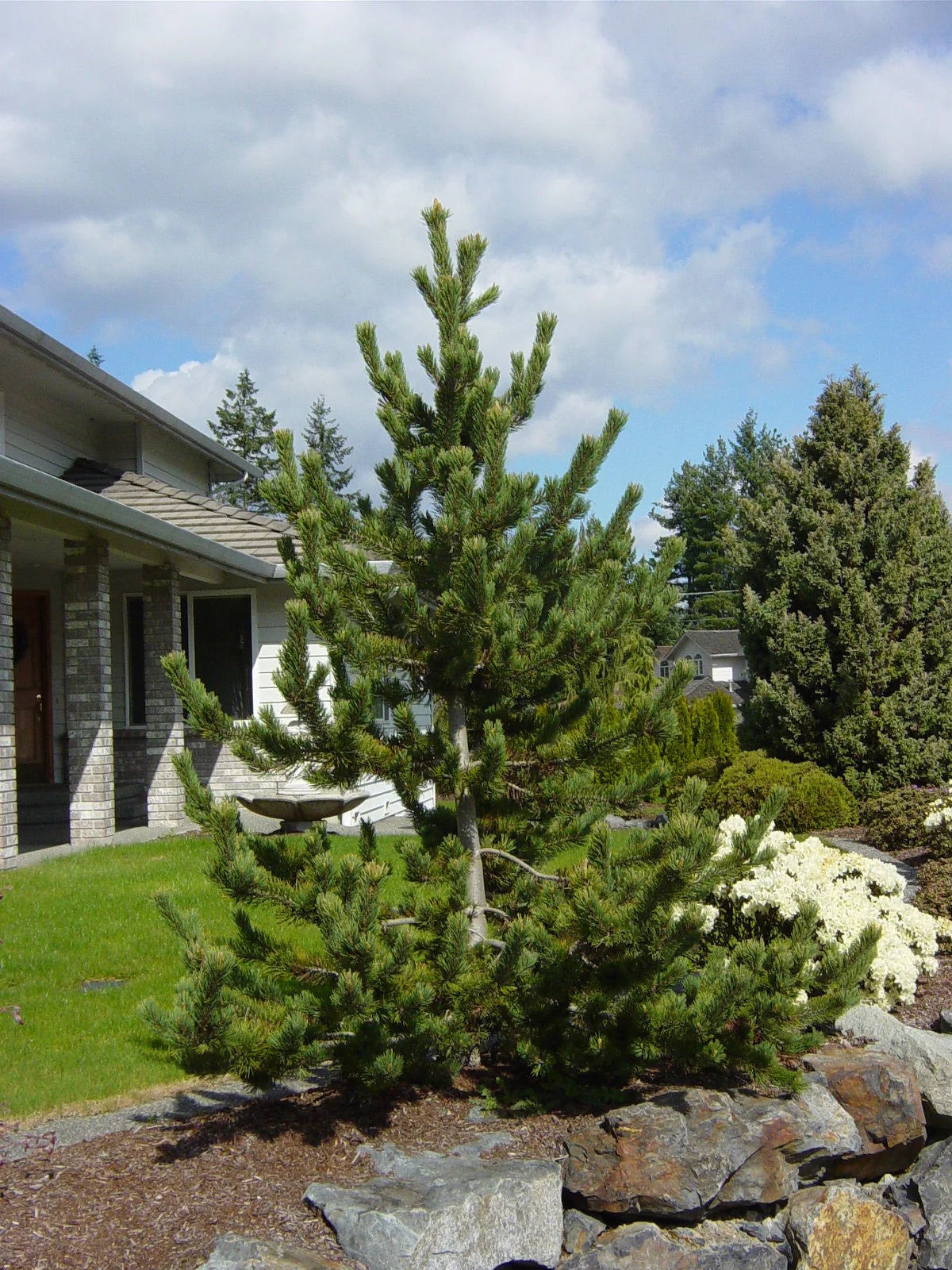 BRISTLECONE PINE TREE