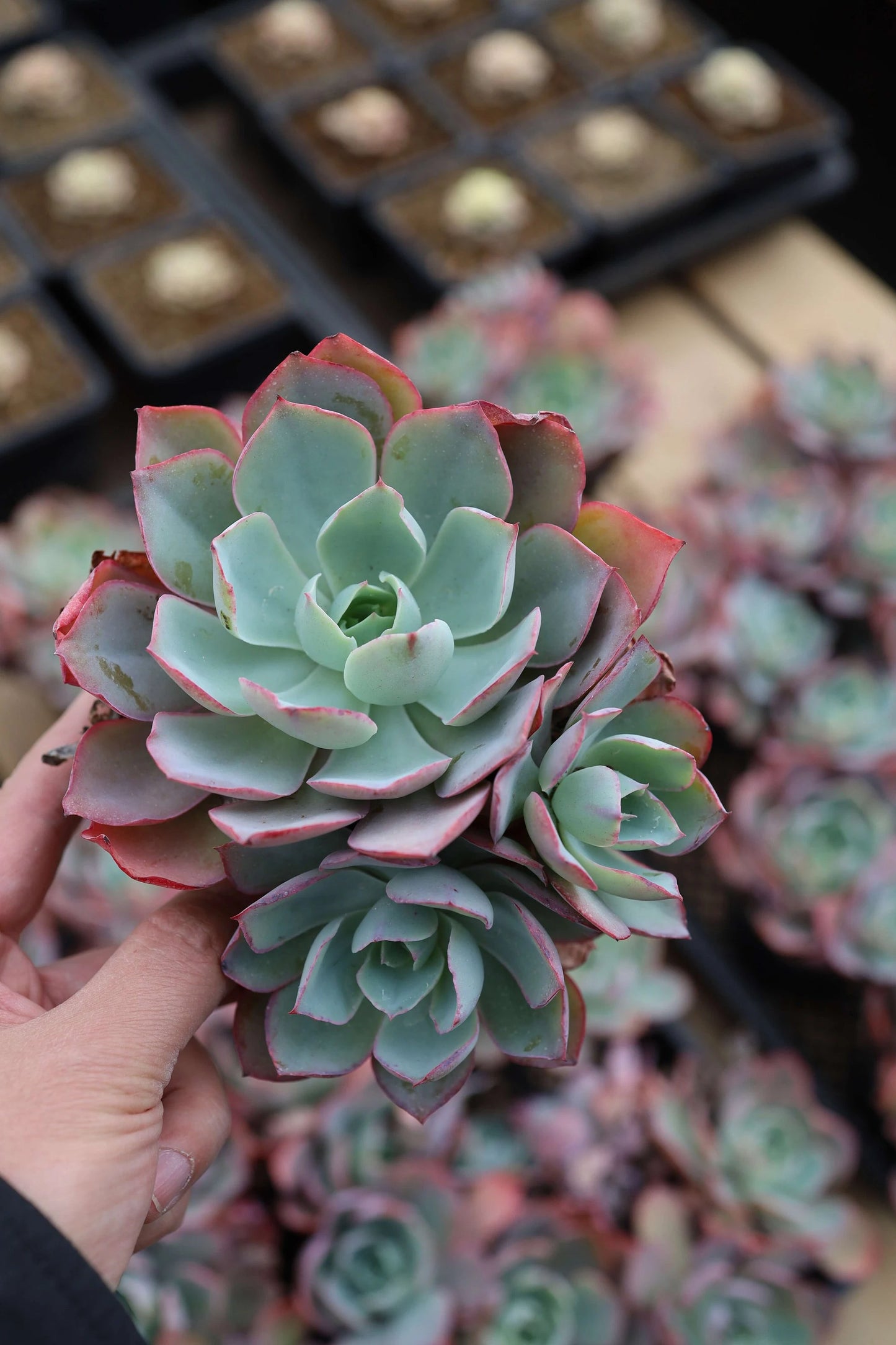 White Rose Echeveria