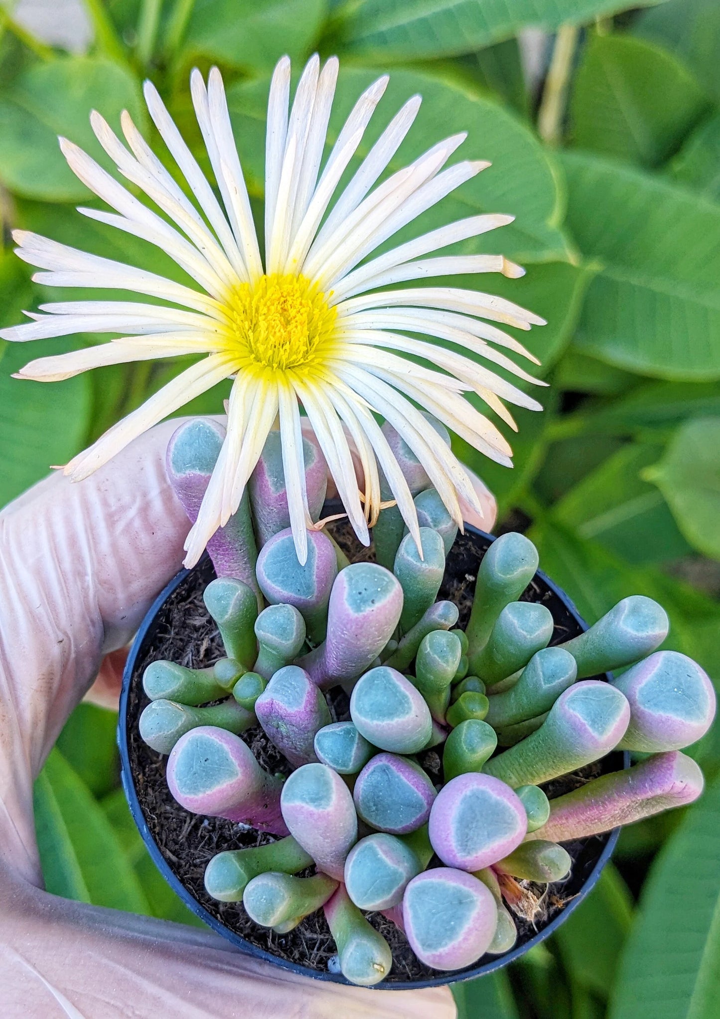 Baby Toes Succulent