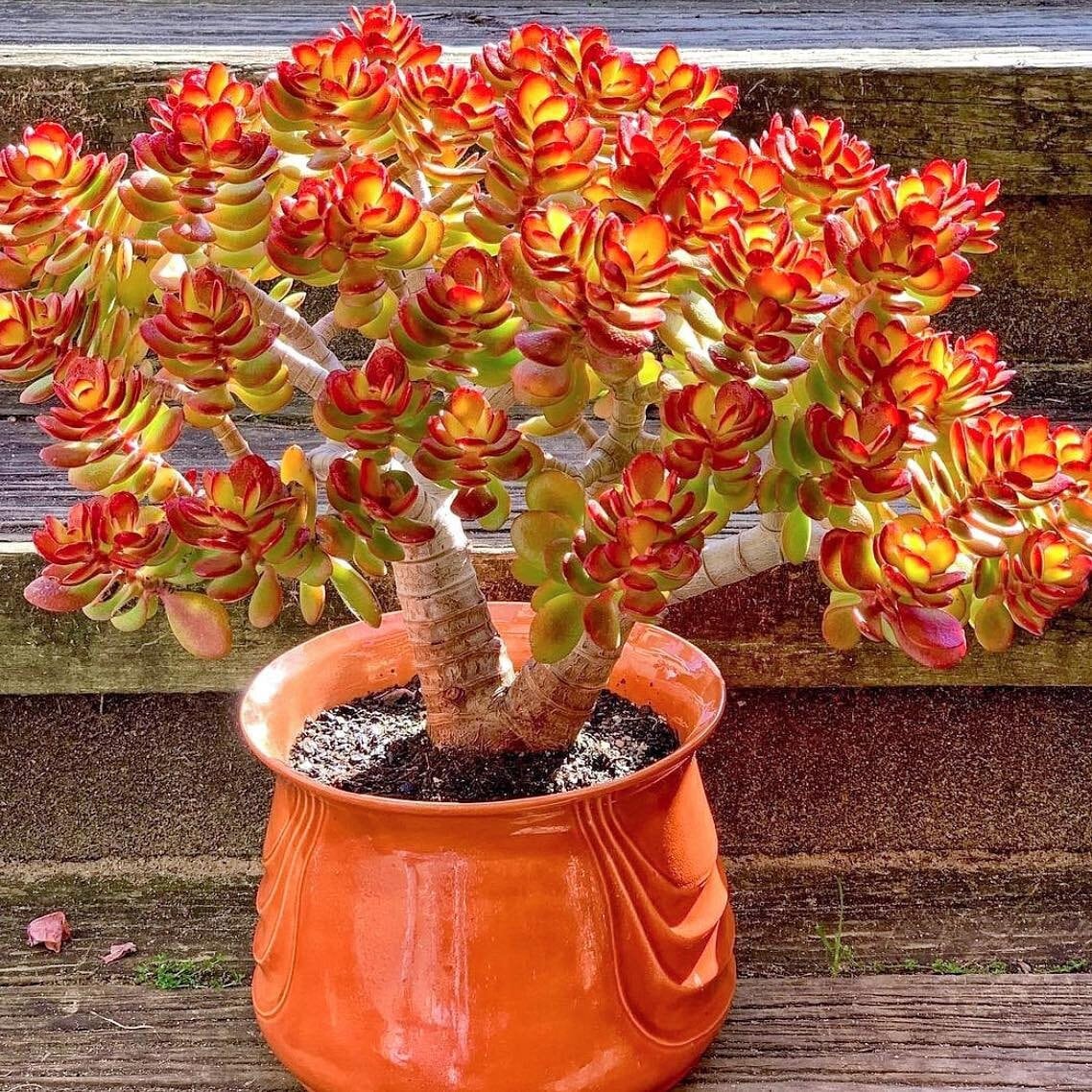 Red Jade Crassula