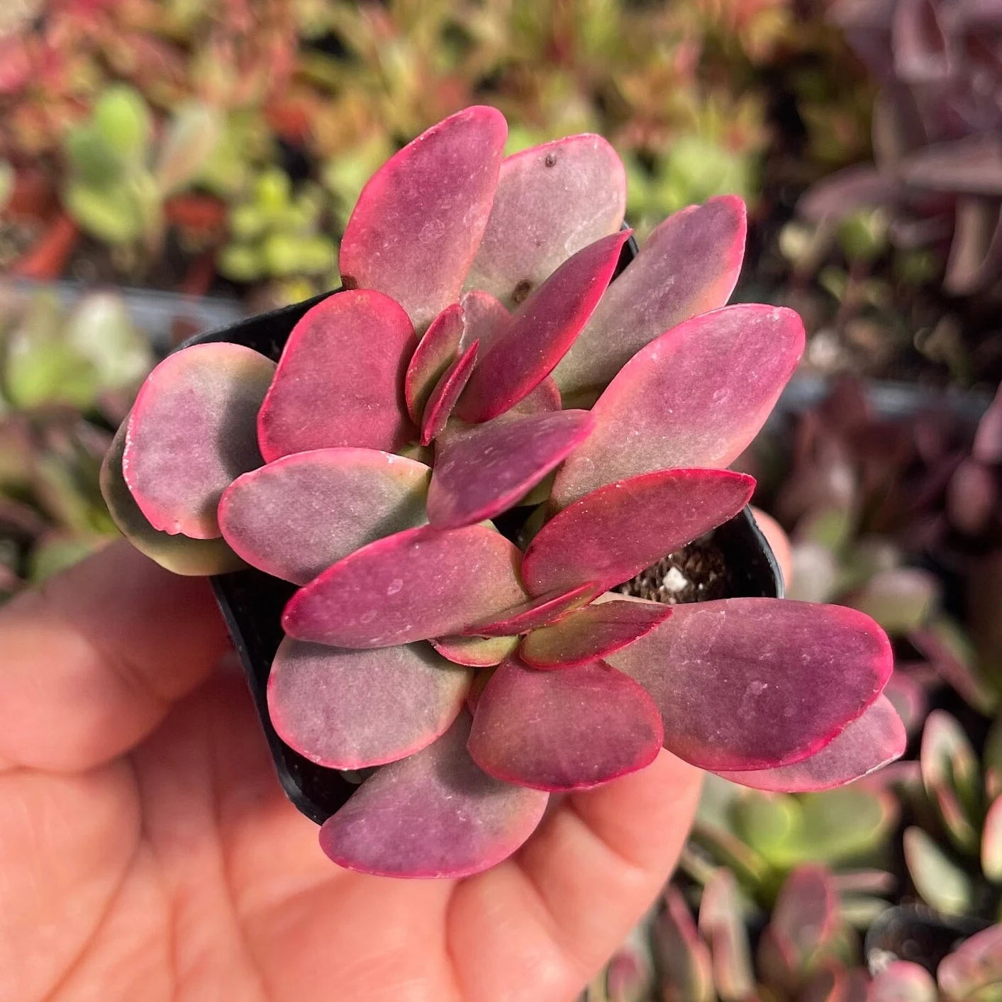 Pink Jade Crassula Platyphylla