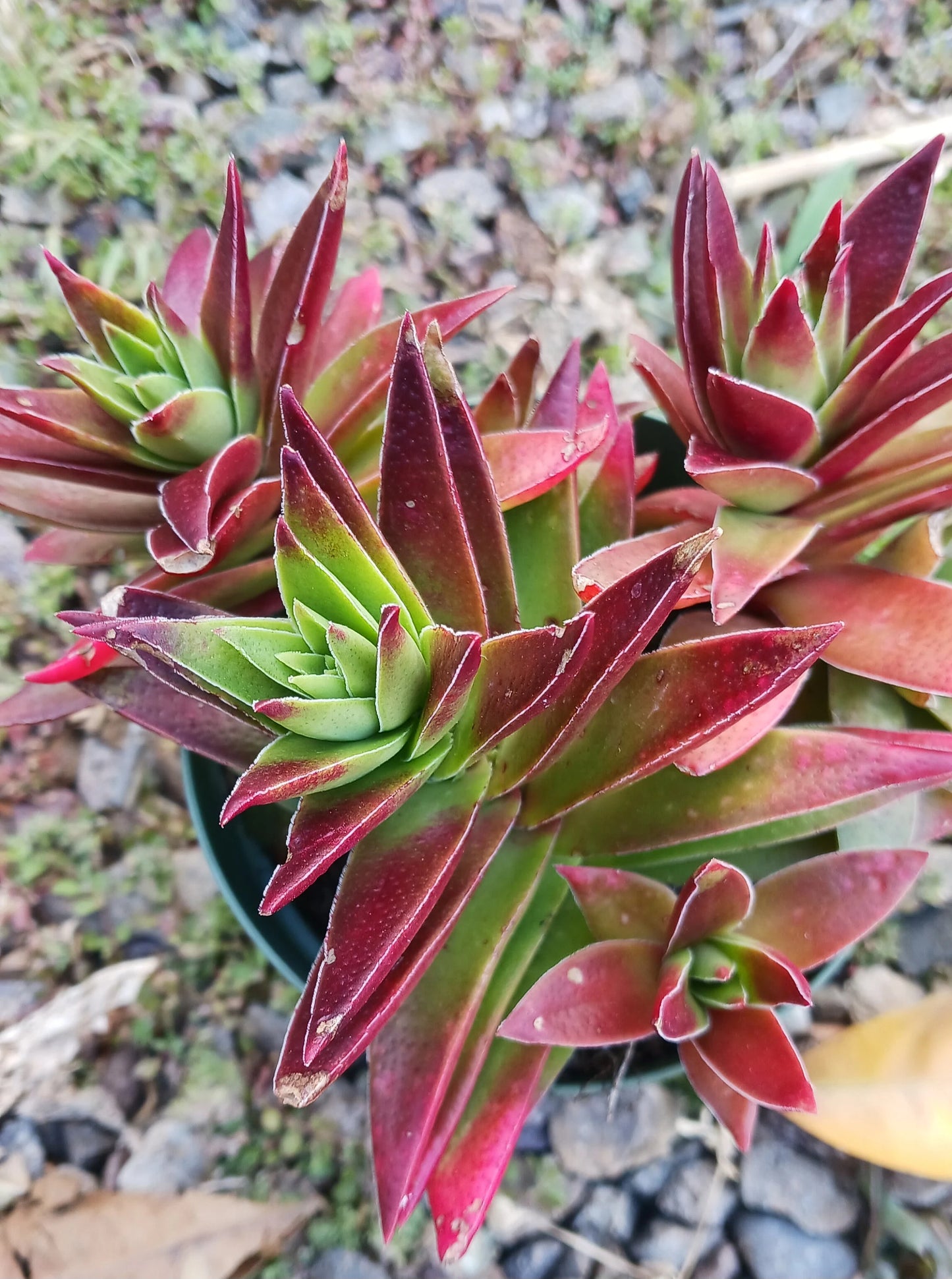 Red Pagoda Crassula