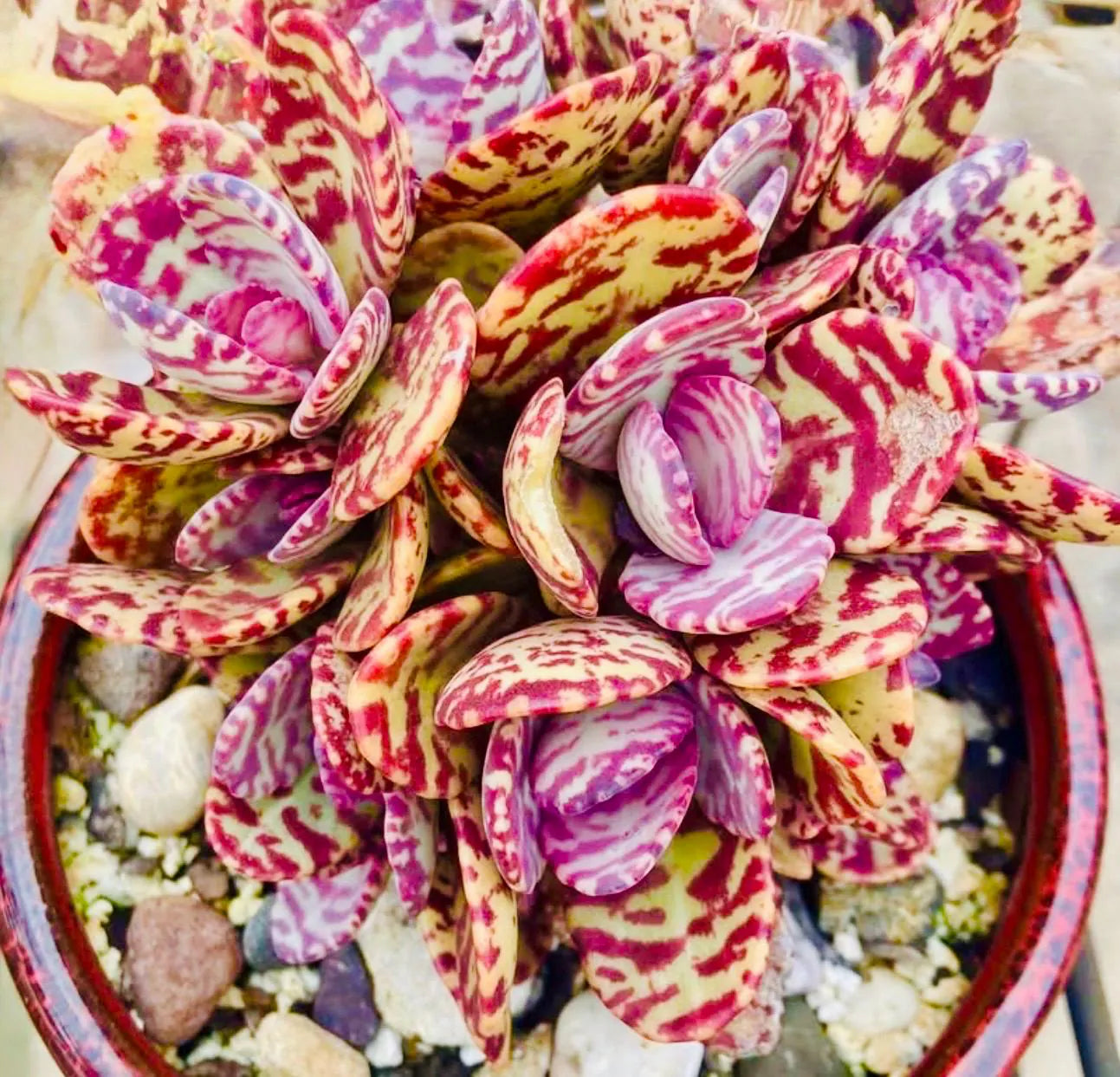 Desert Surprise Kalanchoe Humilis