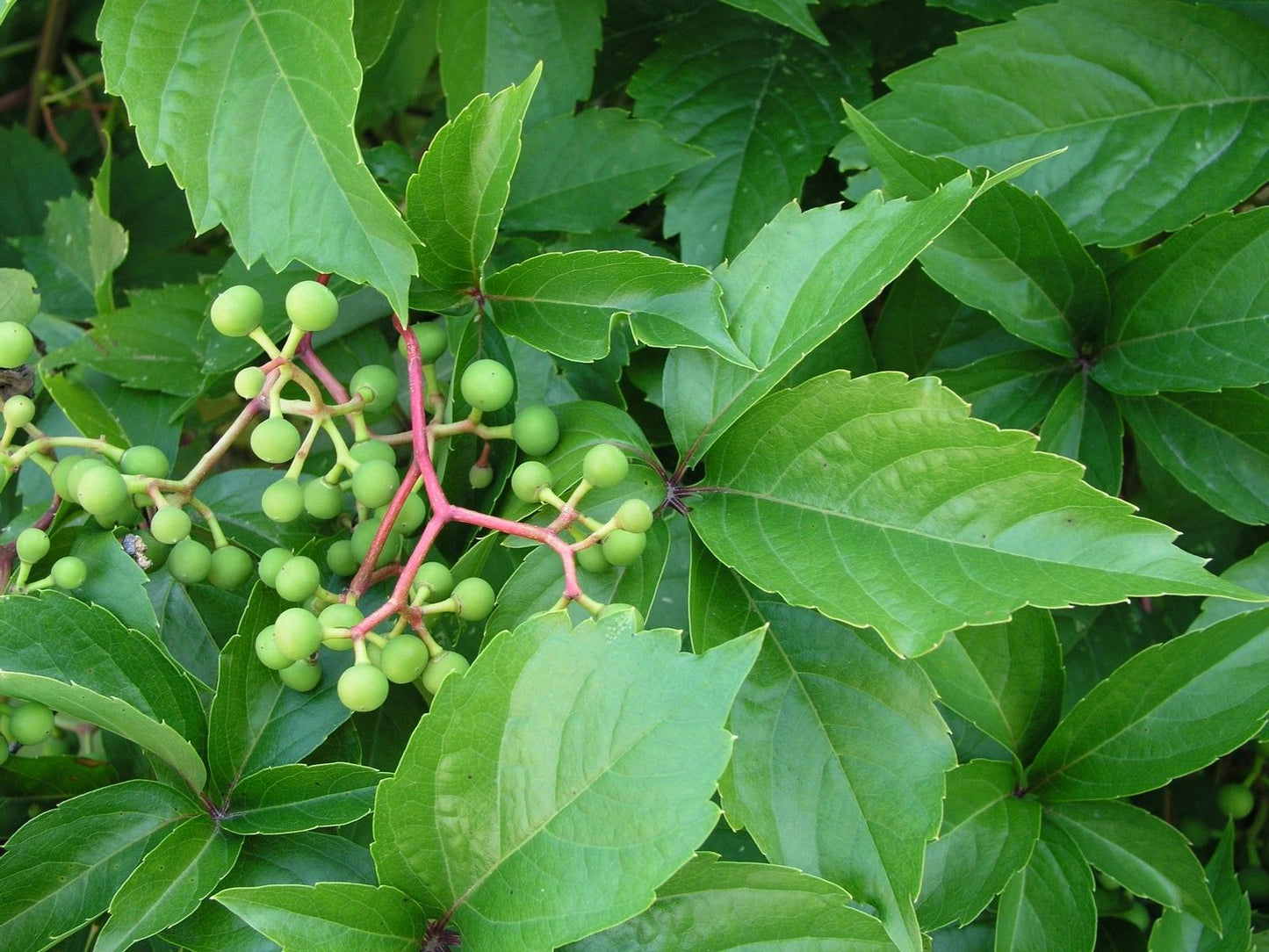 VIRGINIA CREEPER VINE 2gal