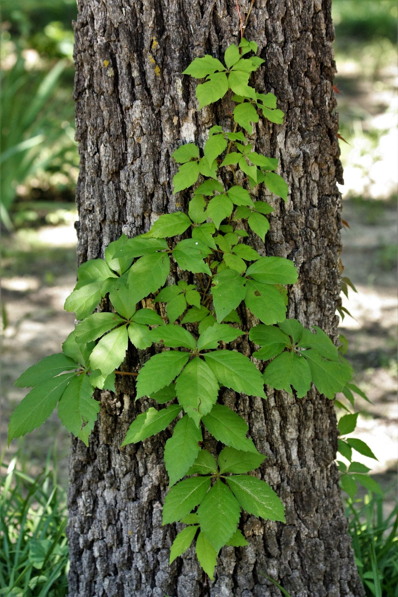 VIRGINIA CREEPER VINE 2gal