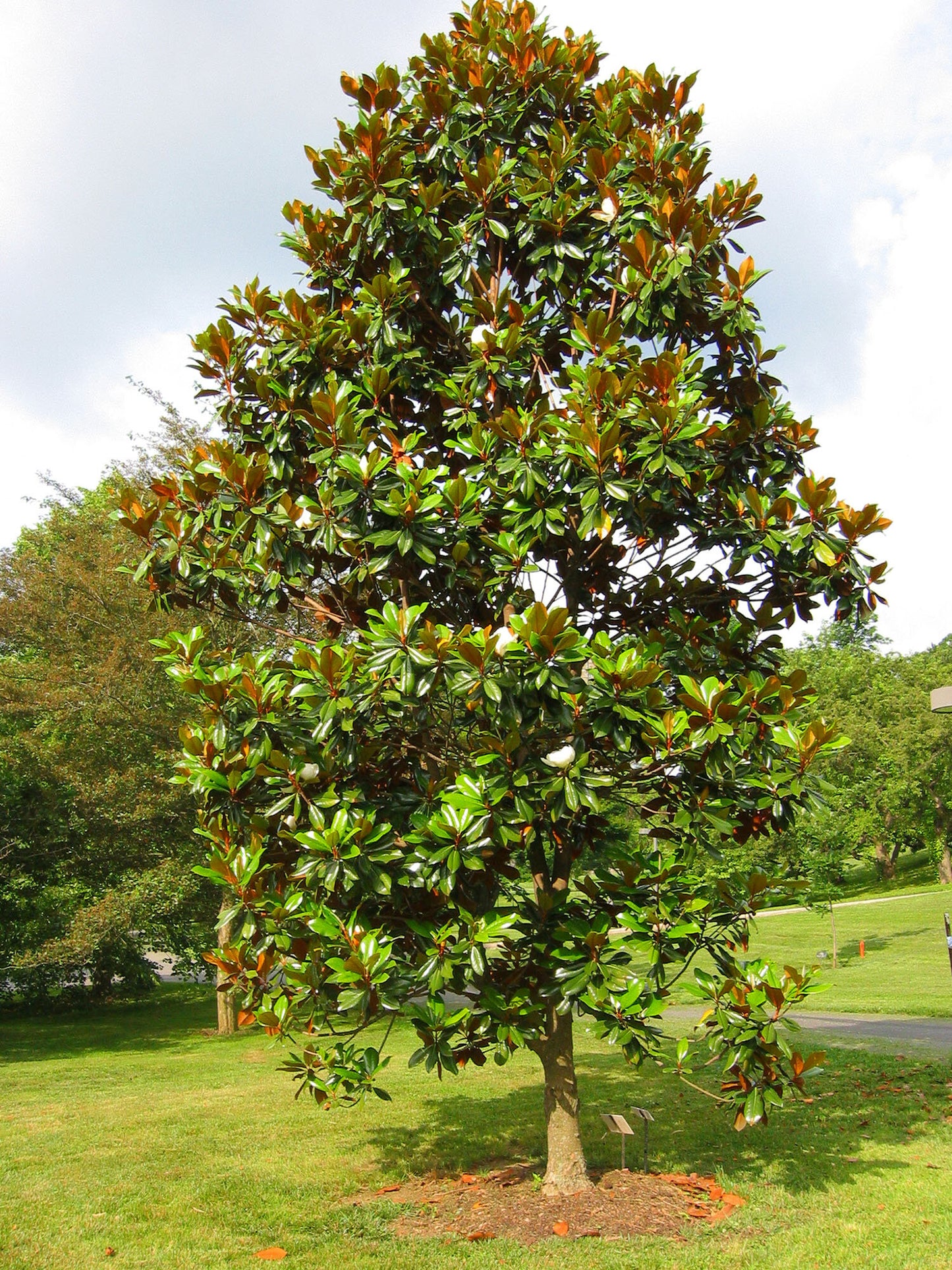 ALTA SOUTHERN MAGNOLIA 5gal