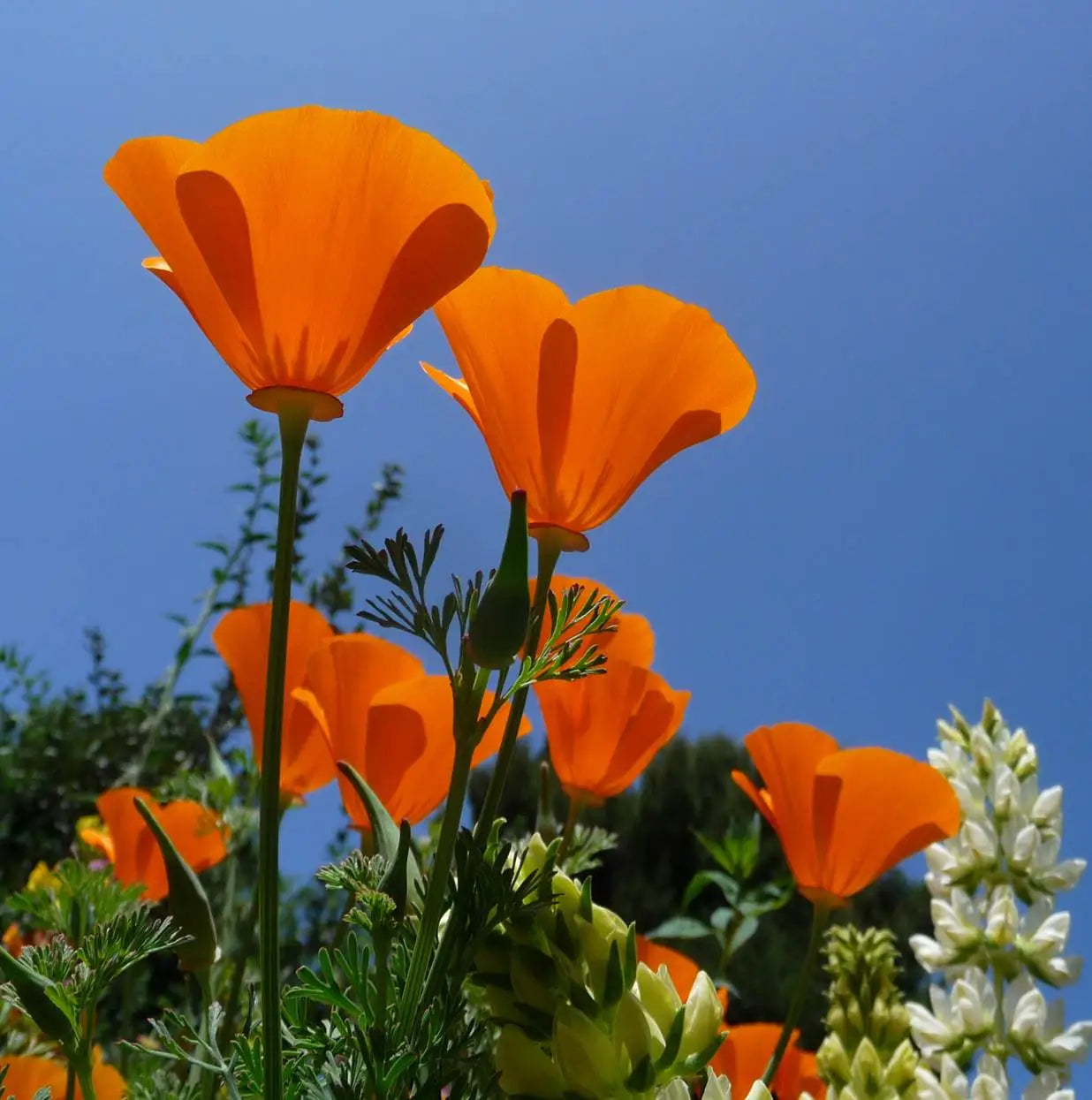 CALIFORNIA POPPY 1gal