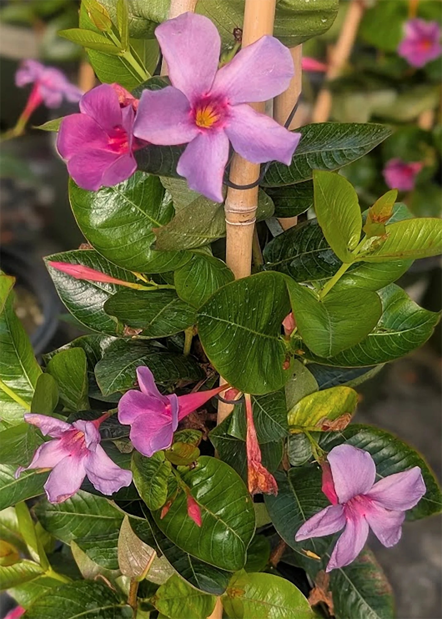 BLUEPHORIA MANDEVILLA 2gal
