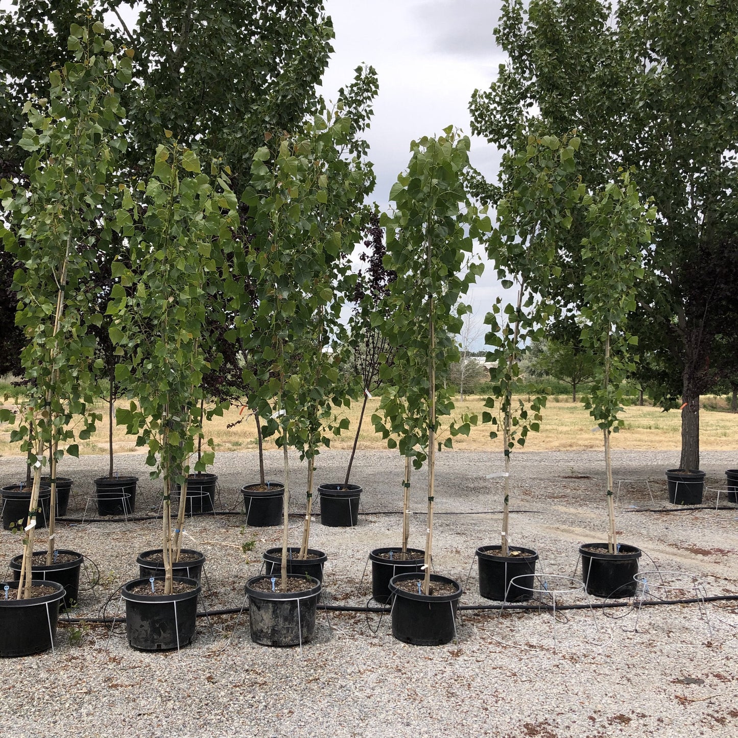 SIOUXLAND COTTONLESS POPLAR 10gal