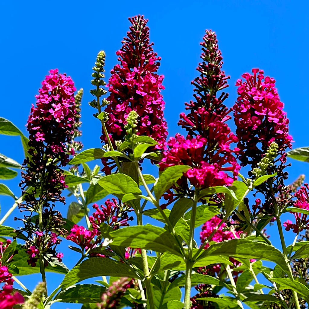 FUNKY FUCHSIA BUTTERFLY BUSH 3gal