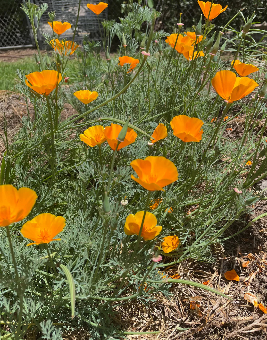 CALIFORNIA POPPY 1gal