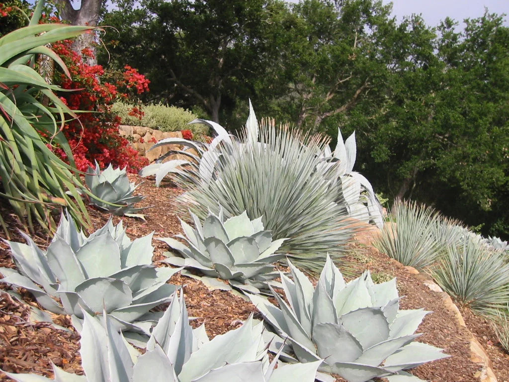 WHALE TONGUE AGAVE 2gal