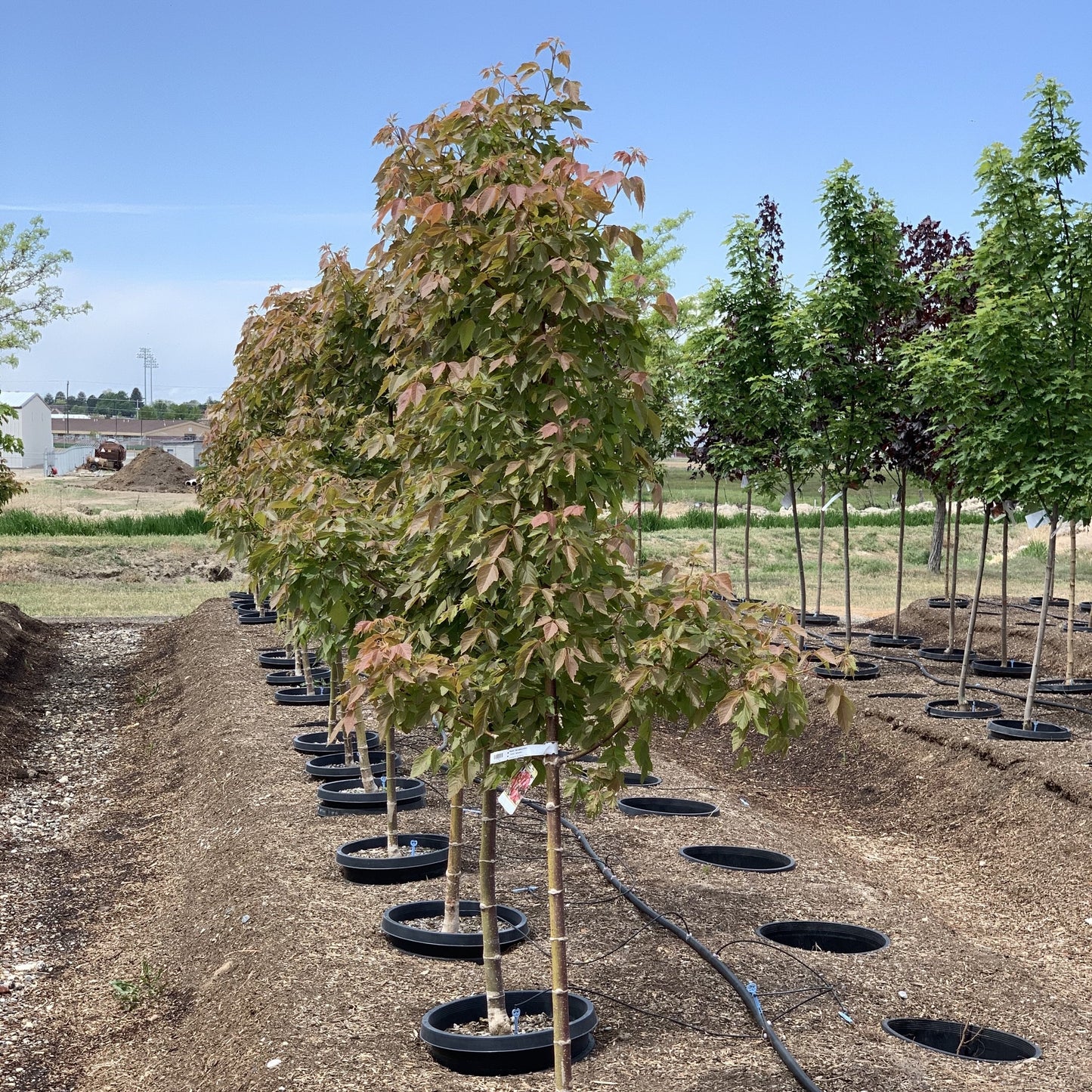 SENSATION BOXELDER MAPLE 15gal