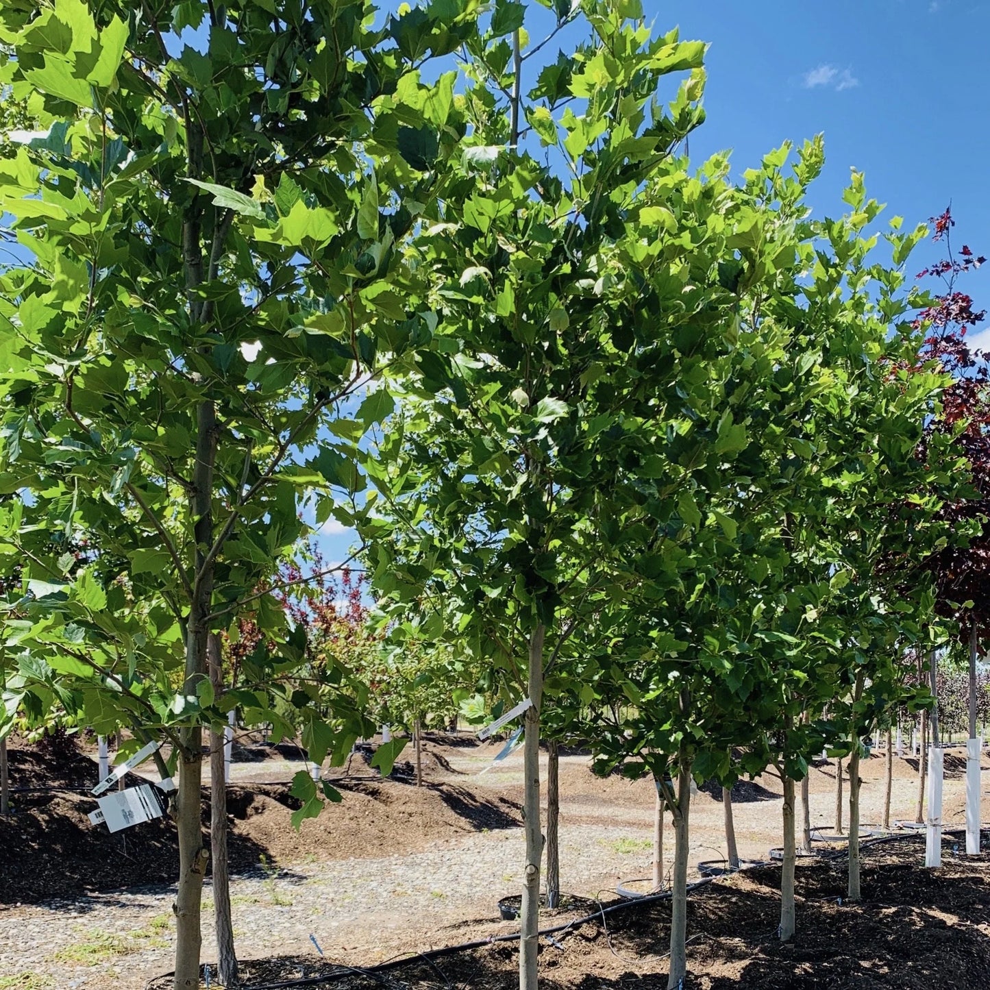 BLOODGOOD SYCAMORE 20gal