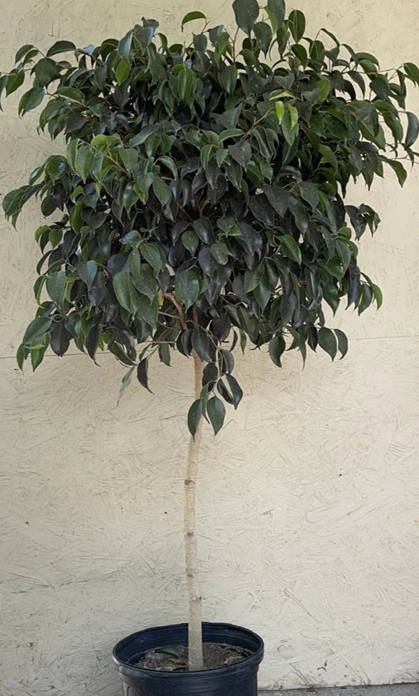 MIDNIGHT BENJAMINA FICUS 10in