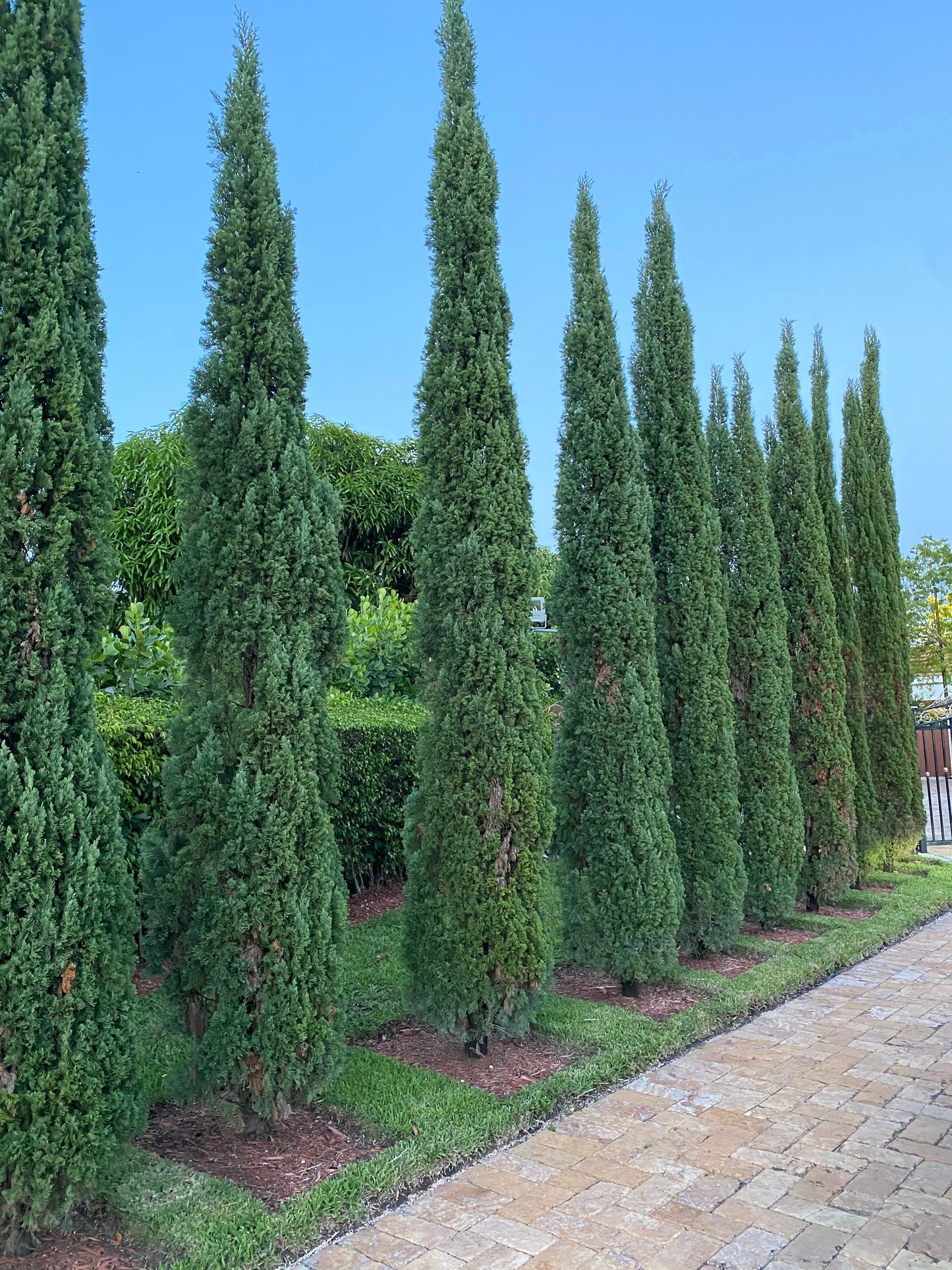 ITALIAN CYPRESS TREE 5gal
