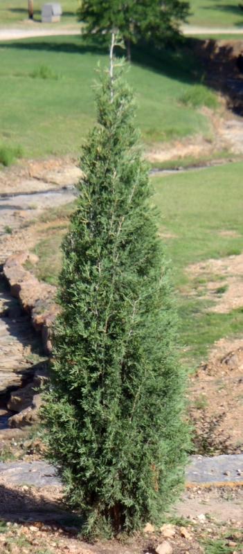 TAYLOR JUNIPER TREE 10gal