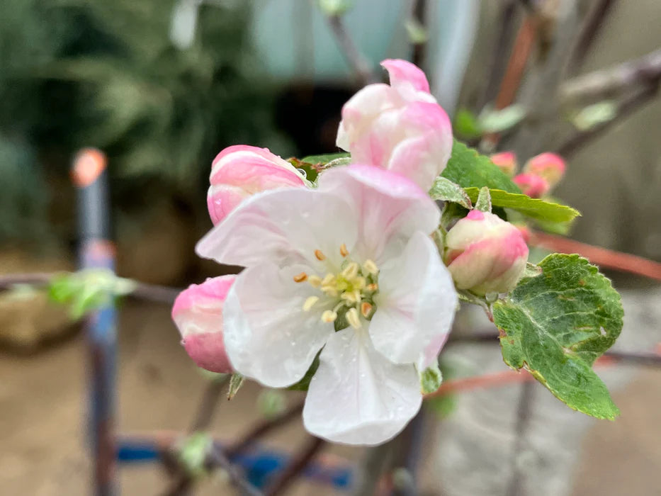 FUJI APPLE TREE 7gal