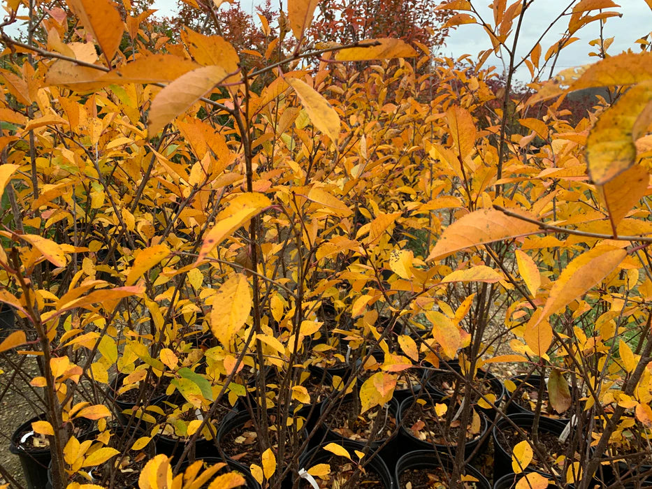 MONTMORENCY CHERRY TREE 7gal