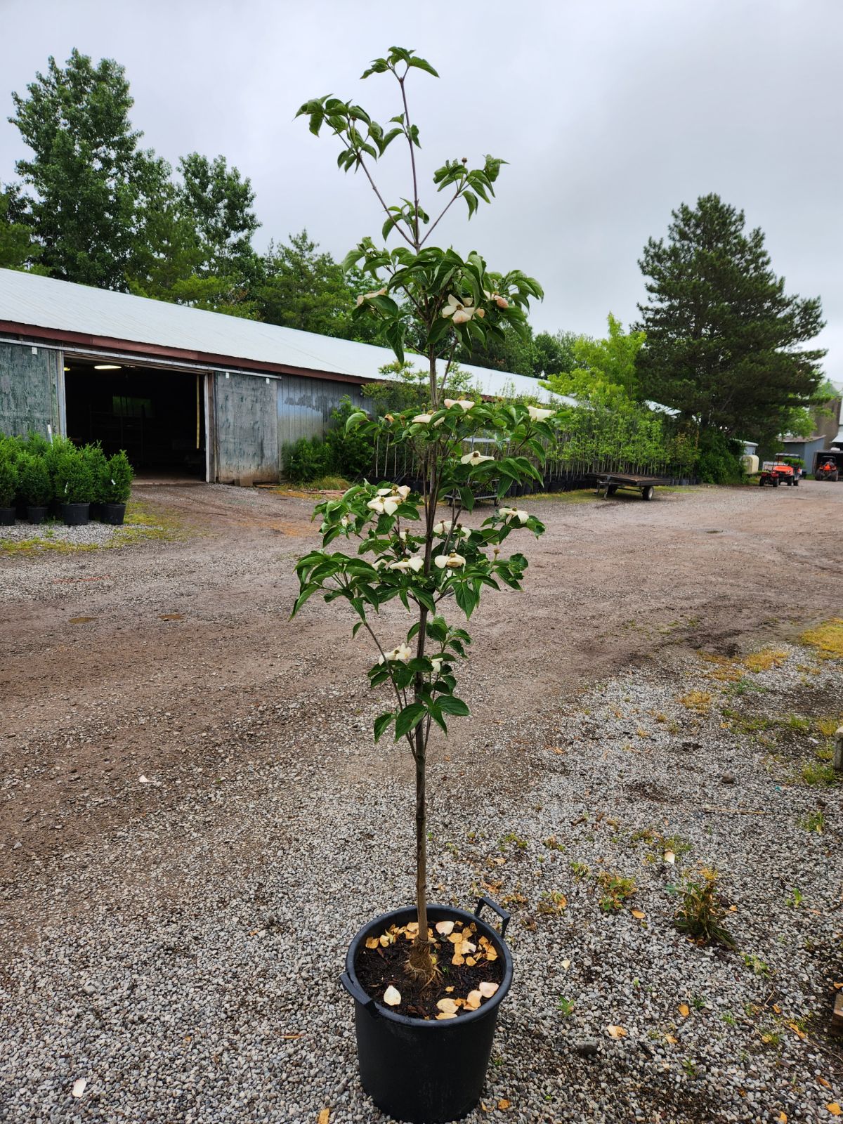 VENUS DOGWOOD 5gal