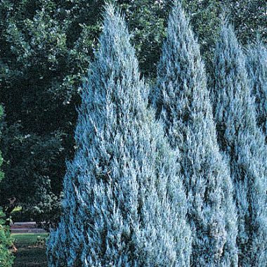 MOONGLOW JUNIPER TREE 6gal