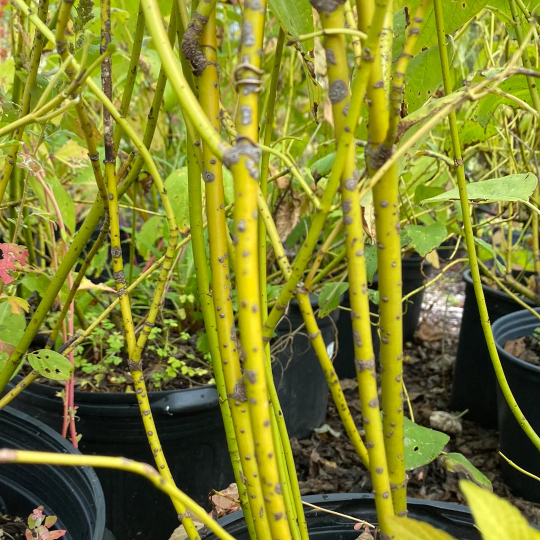 YELLOW TWIG DOGWOOD 5gal