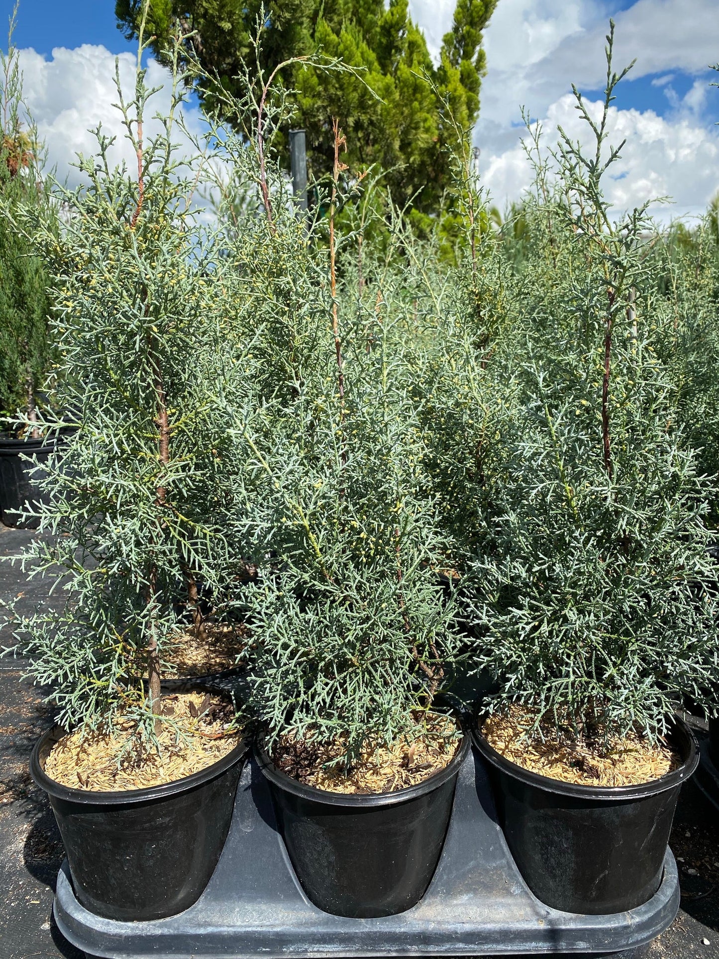 BLUE ICE ARIZONA CYPRESS 10gal