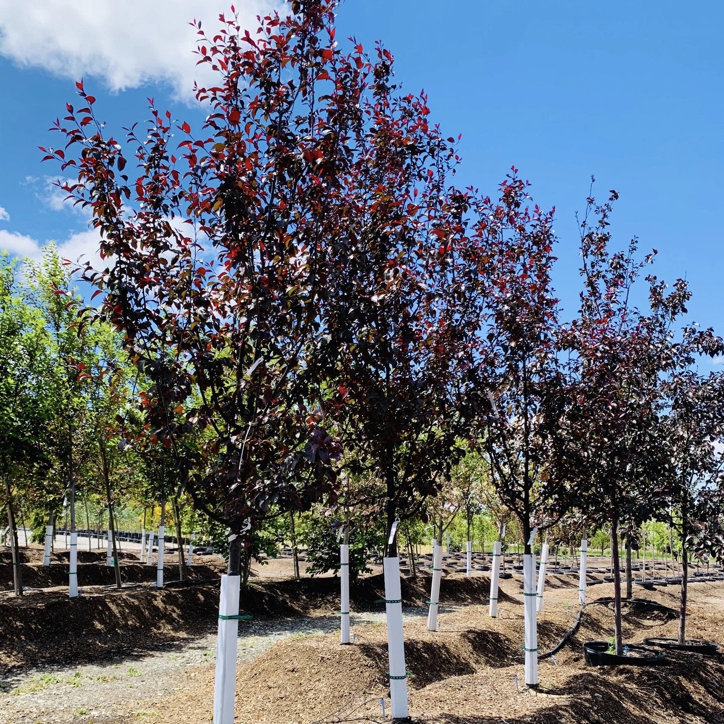PERFECT PURPLE CRABAPPLE TREE 10gal