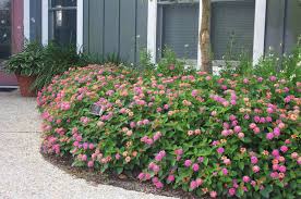 MARY ANN LANTANA 1gal