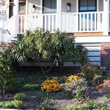 BONANZA PEACH TREE DWARF 7gal