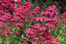 JUPITER'S BEARD RED VALERIAN 1gal