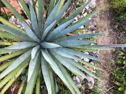 LECHUGUILLA AGAVE 1gal