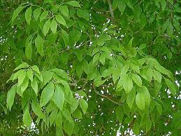 MODESTO ASH TREE 15gal