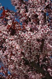 THUNDERCLOUD PLUM TREE 5gal