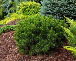 MOPS MUGO PINE 3gal