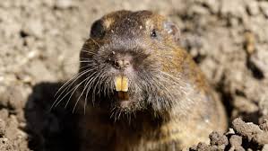 GOPHER TRAP