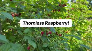 CANBY RED RASPBERRY 2gal