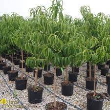 ELBERTA PEACH SEMI DWARF 5gal