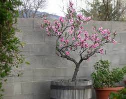 BONANZA PEACH TREE DWARF 7gal